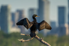Double Crested Cormorant drying its' feathers in early morning, against the Toronto skyline. Canada, 2021. Patricia Seaton / We Animals Media