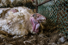 An ailing turkey suffers from an infection at a factory farm. Israel, 2020. Omer Shoshan / We Animals Media