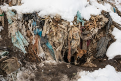 A puppy peeks out from beneath a pile of garbage at the Van city dump. Numerous dogs live here and compete for scarce resources.  Türkiye, 2020.  Savaş Onur Şen / We Animals Media