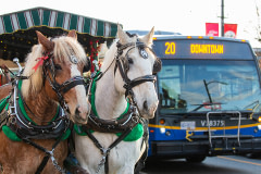 Carriage horses at a holiday event in Vancouver, waiting on the side of the street as the carriage is loaded with passengers. Next to them, a city bus passes by. Canada, 2019. Emily Pickett / We Animals Media