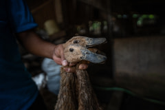 Ducks are grasped by their necks by a worker and taken from the holding pens to the kill floor of a small slaughterhouse. Indonesia, 2021.  Haig / Act for Farmed Animals / We Animals Media