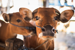 Close up view of a Balinese cow restrained with a nose rope at Beringkit market. Indonesia, 2020. Vanessa Li / We Animals Media