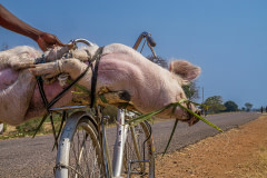 A pig lies tightly tied up across the back of a bicycle while on a lengthy journey to a market in Malawi. Africa, 2017. Evan Price / We Animals Media