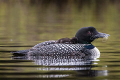 A male common loon with fishing line wrapped through his bill and over his eye carries a chick on his back. Canada, 2020. Roberta Olenick / We Animals Media