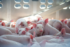 The worried look of a few piglets among the crowd. Canada, 2022. Julie LP / We Animals Media