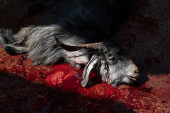 A dead goat lies in a pool of blood. The animal has been sacrificed during the Islamic holiday Eid al-Adha. Turkiye, 2022. Havva Zorlu / We Animals Media