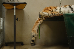 Perle, a 16-year-old rescued tigress, lies on the procedure table of a mobile vet clinic put in place within meters of her enclosure. France, 2022. Nathalie Merle / We Animals Media