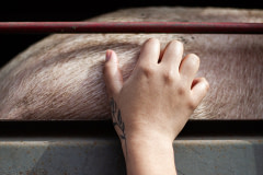 An activist scratches the side of a pig loaded inside a transport truck. Argentina, 2019. Martina Zamudio / We Animals Media
