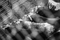 Cattle wearing horn wraps stand side by side in a holding pen before the start of a rodeo event. USA, 2022. H Baxter / We Animals Media