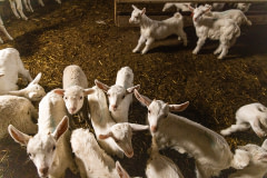 Baby goats in a holding pen on a goat dairy and meat farm. Turkiye, 2023. Deniz Tapkan Cengiz / We Animals Media