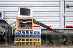 Birds are often kept in makeshift cages at live animal markets. Canada, 2023. Ira Moon / We Animals Media