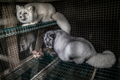 Two foxes sit inside a wire-floored cage on a fur farm. Finland, 2018. Kristo Muurimaa / HIDDEN / We Animals Media
