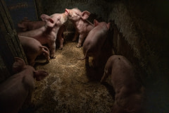 Under infrared heat lamps, piglets at this farm are raised on concrete floors, making rooting, sun-basking, and many other natural behaviours impossible. Italy, 2018. Francesco Pistilli / HIDDEN / We Animals Media