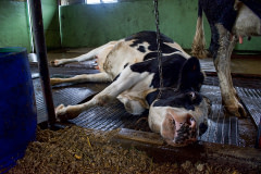 A cow lies chained in a maternity pen. Sri Lanka, 2018. Amy Jones / HIDDEN / We Animals Media