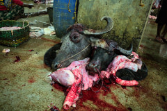 Two severed buffalo heads lie on top of a bloody heap of entrails in a slaughterhouse in Motijheel, in the centre of Dhaka.