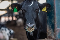 A spiked nose ring irritates a mother's sensitive udders and prevents a calf from being able to suckle. Israel, 2018.