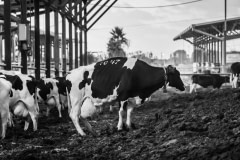 Dairy cows on piles of manure in an open-air barn. Israel, 2018.