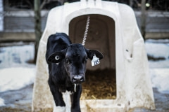 A calf chained to a veal crate throughout the cold winter. Canada, 2014.
