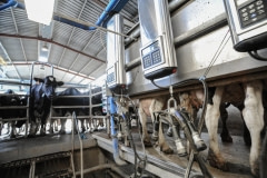 Cows being milked. Spain, 2010.