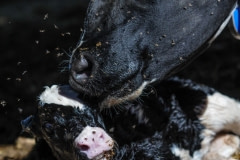 A mother licks the amniotic fluid off her newborn calf. Spain, 2010.