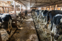 At this farm, calves and young Holstein and Jersey cows who are slated for life in the dairy industry live indoors all winter, chained by their necks. Between the months of November to April or May, they are only able to stand up and lie down. USA, 2022.