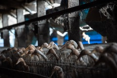 Egg-laying ducks are kept two to three per cage without access to bathing water at this industrial farm in Taiwan.