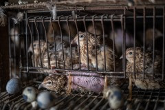 The factory farming of quails for their eggs. Taiwan, 2019.