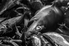 The detail of a shark that has been pulled up by the nets of a trawler in the French Mediterranean with thousands of other fish. The animals asphyxiate above water, and bychatch is high. Photos taken on assignment for Ecostorm / Compassion In World Farming.