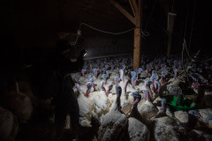 Investigators document the crowded conditions inside a turkey factory farm.