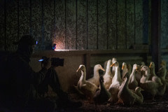 An activist and investigator filming at a duck farm. Australia, 2017.