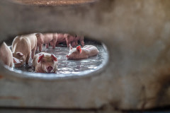 Pigs at an industrial farm.