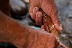 Cleaning fish on fishing port dock.