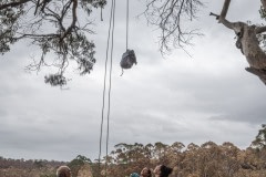 An injured and dehydrated koala who has been darted with a sedative is captured and lowered from the tree for veterinary care. He will later be released into a surviving forest.