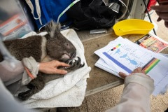 A skinny and dehydrated koala who has been sedated and captured is given immediate veterinary care in the field and sent to triage for recuperation and rehabilitation. The koala also had burns on his paws.