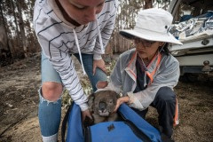 A skinny and dehydrated koala who has been sedated and captured is given immediate veterinary care in the field and sent to triage for recuperation and rehabilitation. The koala also had burns on his paws.