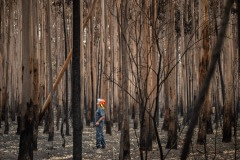 Veterinarian Chris Barton of Vets for Compassion looking for survivors in a burned eucalyptus plantation.