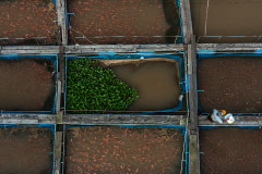 A fish farmer feeds food pellets to red hybrid tilapia. The fish are raised in floating fish pens at a farm by a river in Thailand.