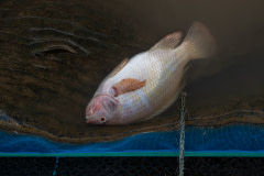 A dead red hybrid tilapia floats at the surface of a floating pen at a fish farm in Thailand.