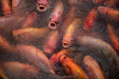 A large group of red hybrid tilapia wait to be fed in a densely crowded floating pen at a fish farm in Thailand. Overcrowding is common problem in aquaculture,  which can affect the health of the fish being raised.