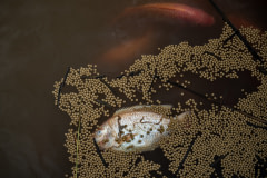 A dead red hybrid tilapia floats on the surface of a floating pen among food pellets at a fish farm by a river in Thailand.