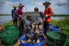 Workers pour live Nile tilapia from a metal sorting tray into plastic baskets during the harvest at an industrial fish farm in Thailand.