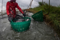 A worker scoops live Nile tilapia into a plastic basket for transport to the sorting area during the harvest at an industrial fish farm in Thailand.