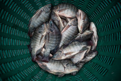 Live Nile tilapia struggle to breathe in a plastic basket with no water while being weighed at a wet market in Thailand. Tilapia are widely consumed fish, and they are among the most popular species for aquaculture in Thailand.