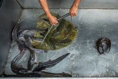 A worker scoops up several live catfish from a shallow metal tray into a net at a wet market in Thailand.