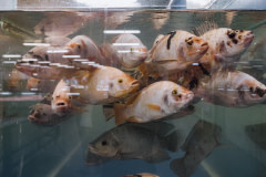 Live tilapia in a tank at a supermarket in Indonesia.