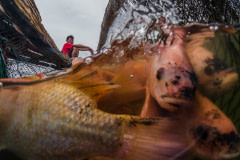 A close-up underwater view of a crowded group of tilapia on an Indonesian fish farm, about to be harvested from the floating cage they live in. Surrounding the fish is a net used to confine the fish in a small area so that they can be transferred to another enclosure.
