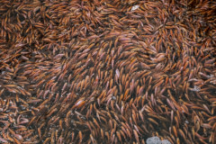 An overhead view of thousands of juvenile tilapia inside a mobile floating cage, waiting to be transferred to an Indonesian fish farm nearby.
