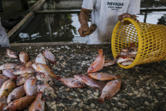 Live tilapia slowly suffocate in a basket at an Indonesian fish slaughterhouse. A worker uses a wooden stick to strike and kill the fish as part of the slaughtering process.