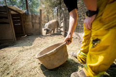 An animal control officer tries to lure a 600 pound male pig out of his pen to safely get him into a stock trailer, and out of immediate danger within the active fire zone.