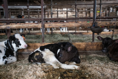 At this farm, calves and young Holstein and Jersey cows who are slated for life in the dairy industry live indoors all winter, chained by their necks. Between the months of November to April or May, they are only able to stand up and lie down.